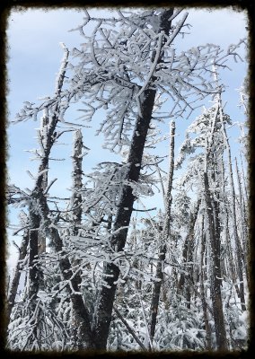White Trees