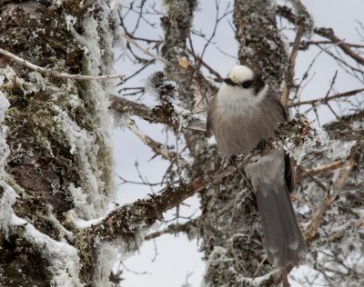 Gray Jay