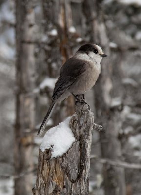 Gray Jay