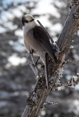 Gray Jay