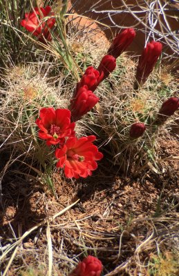 Crimson Cup Cactus