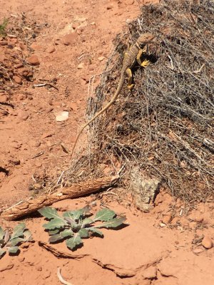 Collared lizard