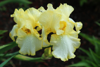 Pale Yellow Bearded Iris
