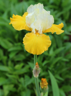 White and Yellow Bearded Iris