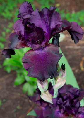 Dark Purple Bearded Iris