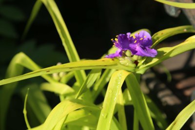 Sweet Kate Spiderwort 