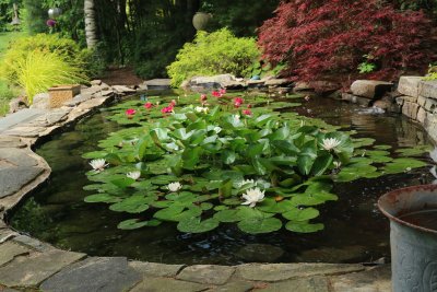 Pond in its glory