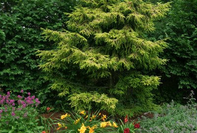 Picea Skylands