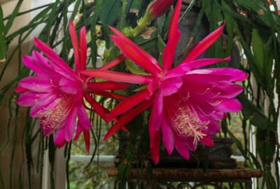Orchid cactus