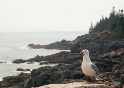 Seagull