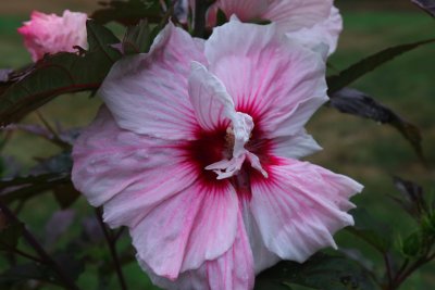 IMG_6036.jpg