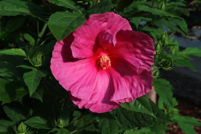 Hardy Hibiscus