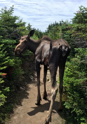 Ailing moose