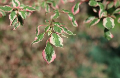 Pagoda Dogwood