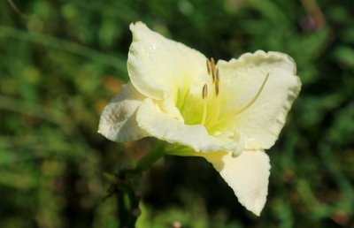 Pale Yellow/white daylily