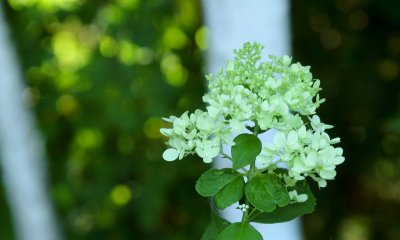 IMG_6223.jpg