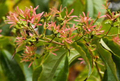 Heptacodium