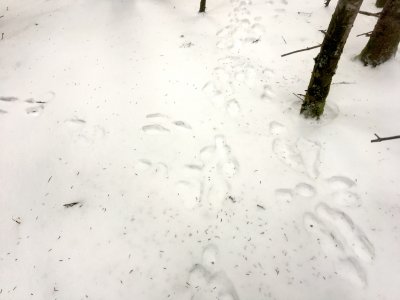 Snowshoe hare