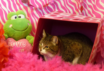Me-U 1517 Kitty Corner   477e