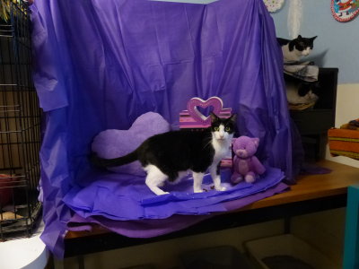 P1080261 Cleo 1 Playpen.JPG