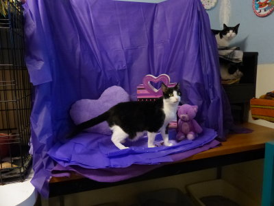 P1080263 Cleo 2 Playpen.JPG