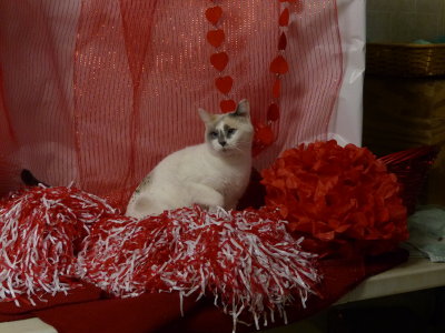 P1080390 Azura1 KittyKorner.JPG