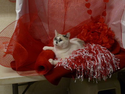 P1080414 Azura2 KittyKorner.JPG