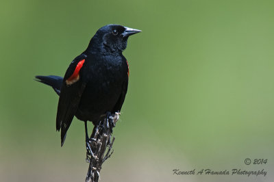 Red-winged Blackbird 015.jpg