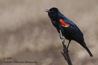 Red-winged Blackbird 016.jpg