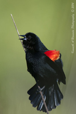 Red-winged Blackbird 017.jpg