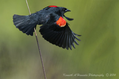 Red-winged Blackbird 018.jpg