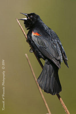 Red-winged Blackbird 019.jpg