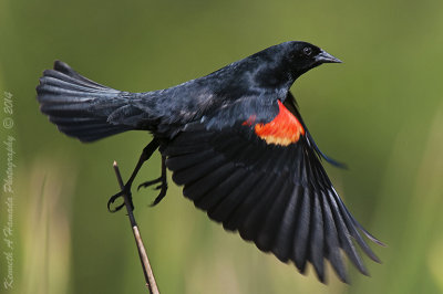 red-winged_blackbird