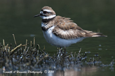 Killdeer 034.jpg
