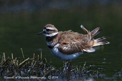 Killdeer 035.jpg