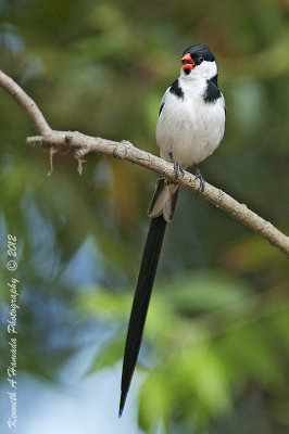 Pin-tailed Whydah 001.jpg