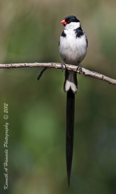 Pin-tailed Whydah 004.jpg