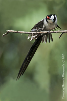 Pin-tailed Whydah 005.jpg