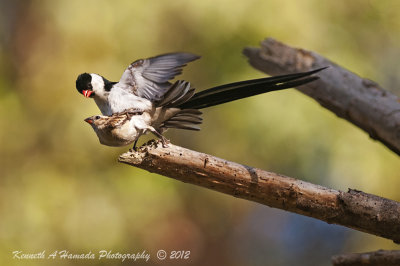 pin-tailed_whydah