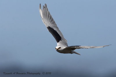 white-tailed_kite
