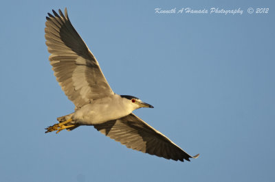 black_crowned_night_heron