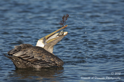 california_brown_pelican