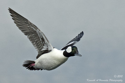 bufflehead