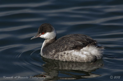 horned_grebe