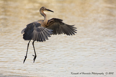 reddish_egret