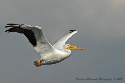 White Pelican 020.jpg