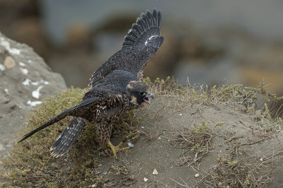 Peregrine Falcon 084.jpg