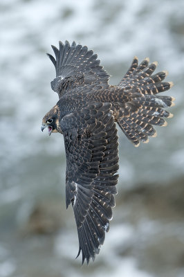 Peregrine Falcon 085.jpg