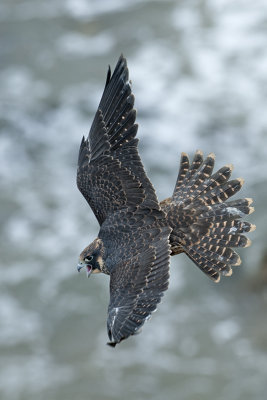 Peregrine Falcon 086.jpg