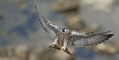 Peregrine Falcon 089.jpg